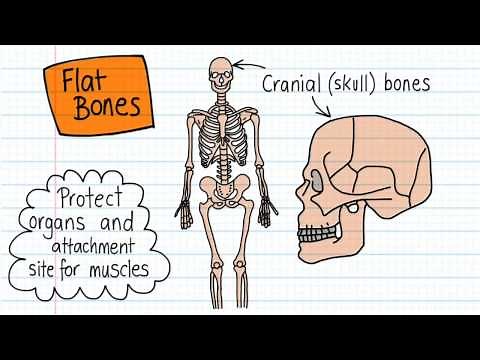 Bone Shapes - Drawn and Defined