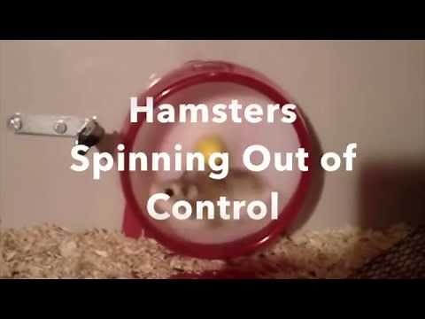 Hamsters Spinning Out of Control