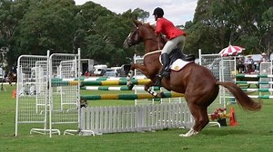 Thoroughbred Incentive Program: A Comprehensive Guide