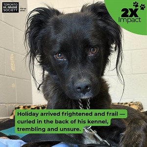 Give a shelter pet the gift of a next chapter. Your 2x matched donation helps more pets like Holiday get the care they need and connects them with loving families. Donate by Dec. 31. | Toronto Humane Society