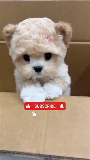 Girl Turned Off the Light Without Doing Anything 😲 #shortvideo