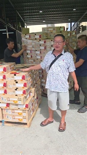 🥭Top-grade export-quality golden mangoes at a rock-bottom price today!✨️A box of Golden Mangoes i...