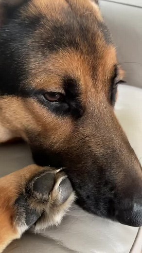 Discover the Dog with the Longest Tail | ClearGenius