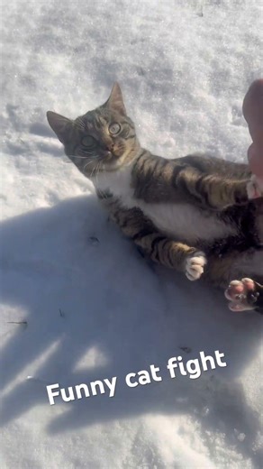 Cat boxing training #cat #catshorts #funnycats #viralvideo #trending #shorts #shortvideo #catworld