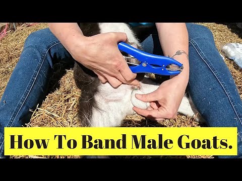 How To Band Male Goats.