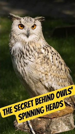 The Secret Behind Owls' Spinning Heads