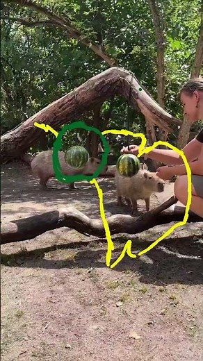 Capy Moments! capybara eating watermelon. #masbro #capybara #capivara #capibara #kapibara