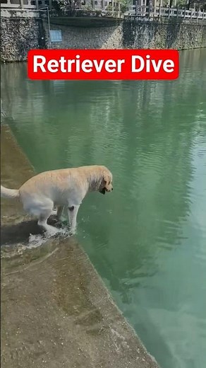 Golden Retriever Diving into water #goldenretriever