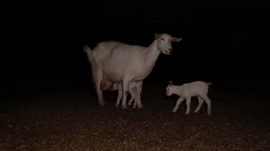 Have you every wondered how goat dairy is made? Like humans, in order to produce milk a doe (female goat) needs to have recently been pregnant and given birth. Within hours of being born kids are separated from their mothers so that her milk can be sold for human consumption. If kids are born female, they will be raised away from their mothers on automatic milk feeders, eventually joining the milking herd to suffer the same reality as their mothers before them. Forced into a cycle of pregnancies