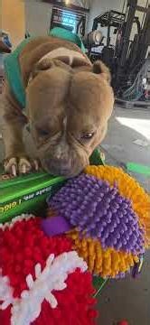 Kermit - BustiN Open The Toy Box!