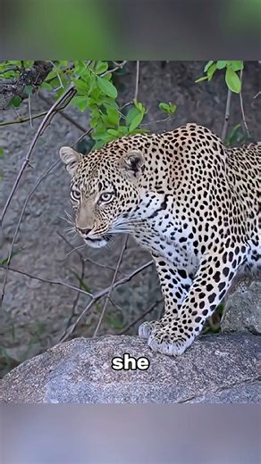 13K views · 96 reactions | Leopard Fought to Protect a Baby Monkey. A...