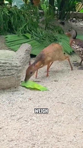 Discover the Fascinating Mouse Deer Species