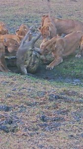 6.3M views · 37K reactions | 10 Lions Catch Crocodile - Newton Mulenga | Latest Sightings - Kruger | Facebook