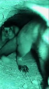 Fox vs Groundhog Tunnel Raid