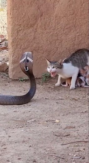 Cobra Tries to Strike — Cat Blocks It!
