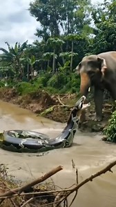 94K views · 360 reactions | Elephant kicks a big python 4K 1908ai2 | ដាដា តូច | Facebook
