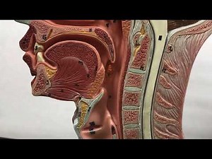CCC Online Biology Lab - lymphatic system half head tonsil models, labeled and unlabeled