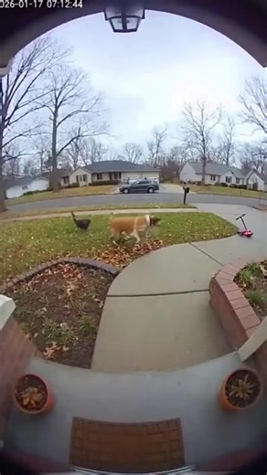 Get ready for a wild showdown in Chien Policier vs. Chat Voleur: La Course Folle! 🐶🐱 Watch as our daring dog takes on a cunning cat in a hilarious chase caught on a Ring doorbell camera! You wont want to miss this epic battle of wits! Hit play now and join the fun! 🎥👀 #DogVsCat #FunnyPets #ViralVideo #RingCamera #HilariousChase #PetShowdown #MustSee