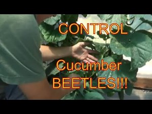 Identifying Cucumber Beetles, Eggs, And Larvae Homestead DIY Gardening