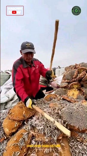 Sunflower Seed Extraction Process