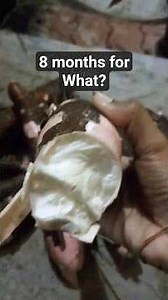 Tapioca Harvest from Home Garden 🌱 8-Month Journey to Fresh Roots | En Veetu Thotathill