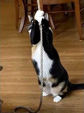 Cat Climbing A Rope