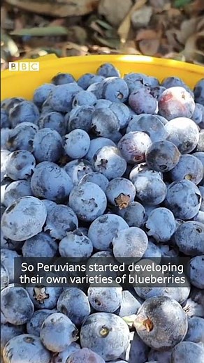 How a country with no blueberries became the world's top exporter - BBC World Service #shorts
