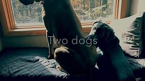 simplehuman 30 Liter / 8 Gallon Butterfly Lid Kitchen Step Trash Can, Brushed Stainless Steel