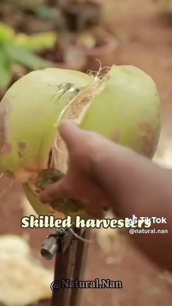 How Coconut Water Is Made: A Step-by-Step Guide