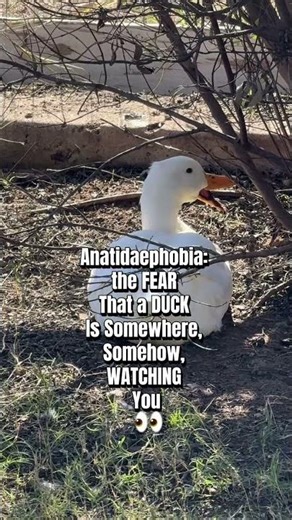 Anatidaephobia #phobia #duck #funny