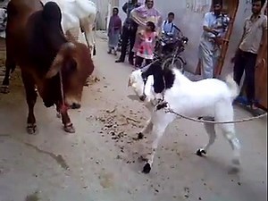 goat vs bull