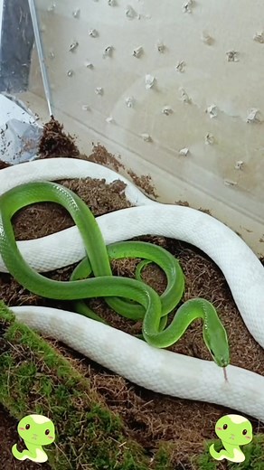 Snakemolting on TikTok