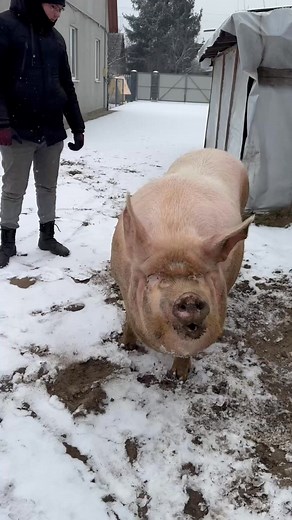 197K views · 1K reactions | Десь щось пахне #villagelife #diy #pig #farm #animals #farming #village #animal | Trannig class | Facebook