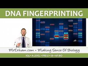DNA Fingerprinting - Post 16 Biology (A Level, Pre-U, IB, AP Bio)