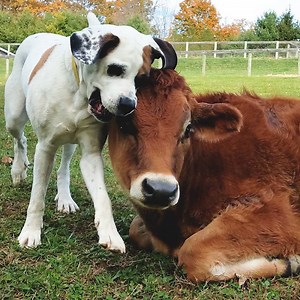 17M views · 575K reactions | This dog loves to chase her cow best friend and bite his ears — and he doesn't mind one bit. Today on Odd Couples, watch how Bucket the baby cow magically transformed into a puppy when he met Colton, and how their mom catches them playing hilarious games together every day  | Odd Couples by The Dodo | Facebook