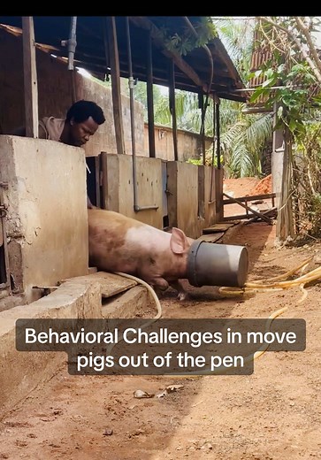 Behavioral Challenges in pigs Resistance/Fear: Pigs may refuse to move, panic, or become aggressive. Experienced handlers, calm environments, and positive reinforcement (e.g., food lures) can help. #highlights #livestock #Pigs #pigfarminginafrica