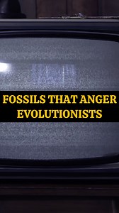 106K views · 1.5K reactions | What Fossil's could possibly anger evolutionists? These fossil footprints in limestone tell a different tale than the narrative we hear today in the scientiic world and on TV. Evaluate them your selves for it does not take a degree to intrepret these limestone anomalies. #glenrose #paluxy #fossils #evolution #creationism | Lost World Museum | Facebook