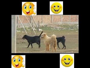 Dogs meeting in village dog funny meeting video dog meeting viral video shorts
