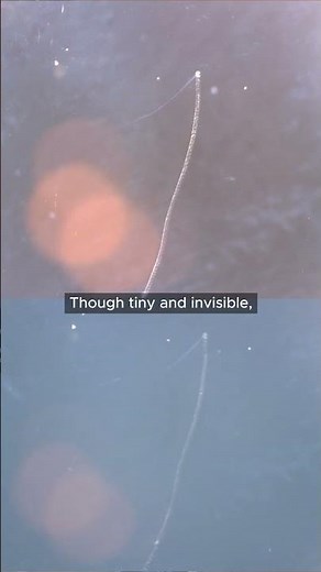 Glass-Defect Inspection Under Dino-Lite Digital Microscope