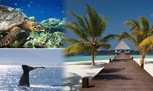 Blue Planet II - wildlife experiences for holidaymakers