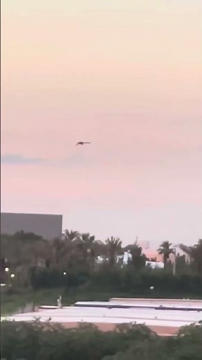 Universal Orlando's Epic Universe Flying Dragon Testing #bigfloridacountry #dragon #epicuniversal