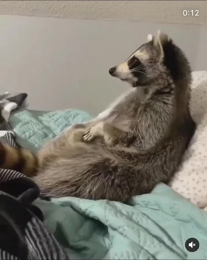 Funny and Cute Raccoon Video Compilation