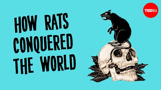 Why are there so many rats? Trace the history of rats to find out how they became the most successful invasive species in the world: | TED-Ed