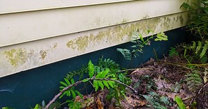 How to remove — and prevent — algae, mold and mildew