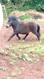 🚀 pocket rocket 🚀 | The Adventures Of Patrick The Pony