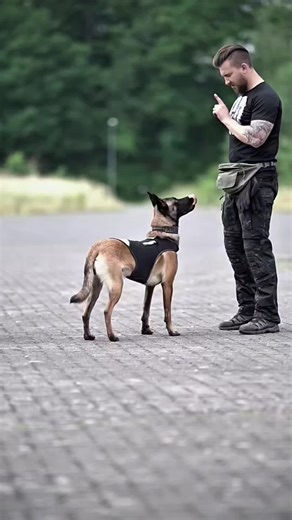 #usa🇺🇲 #k9trainer #dog🐕🐕 #dogfinstagram #trending | dogs