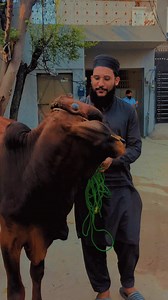 3.4K views · 443 reactions | Hafiz Saad Aasi Shb ka Qurbani Ka Janwar Allah Pak Qabool Farmaye #Ameen | Hafiz Saad Aasi Sultani | Facebook