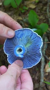 Indigo Milk Cap has a unique color that is rare in the forest! #foraging #bushcraft #fungi #mushrooms | Son of a Bear Herbs