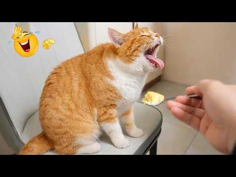 I’m 99.9% SURE You WON’T STOP LAUGHING 🤣 Funny Cat Moments 2026
