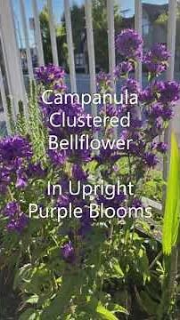 In Upright Purple Blooms, Campanula Clustered Bellflower June 26